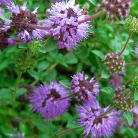 Mint Seeds – Pennyroyal 