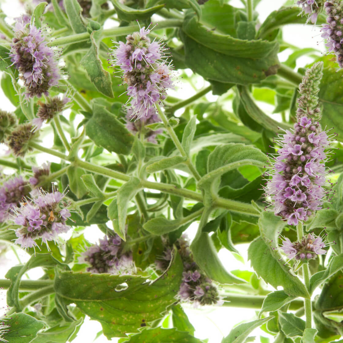 Mint Seeds – Purple