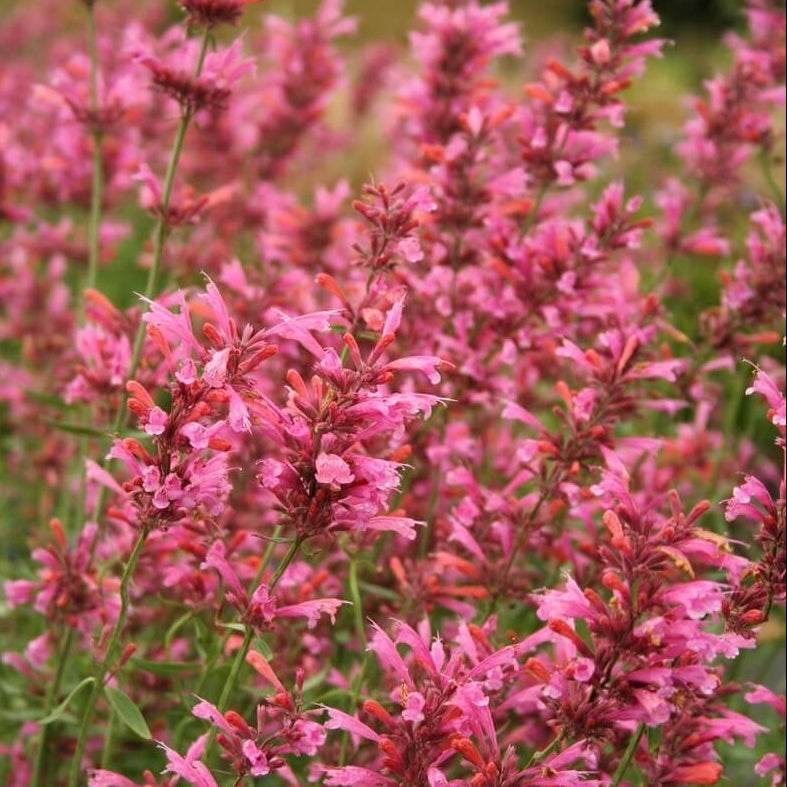 Mint Seeds – Red Heather Queen 