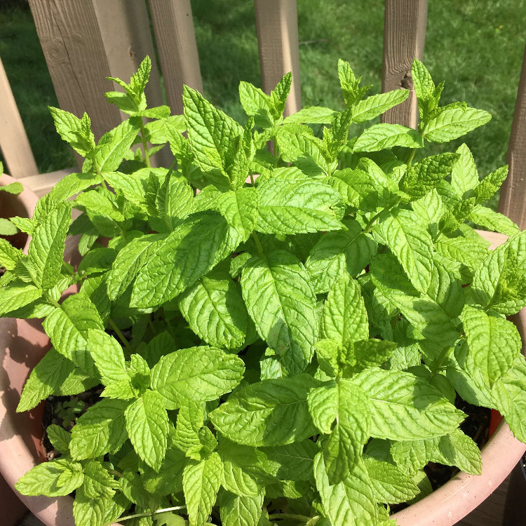 Mint Seeds – Shade-Tolerant
