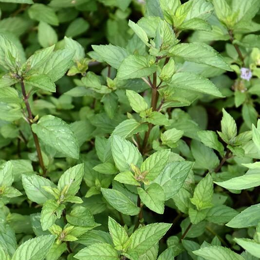 Mint Seeds – Chocolate