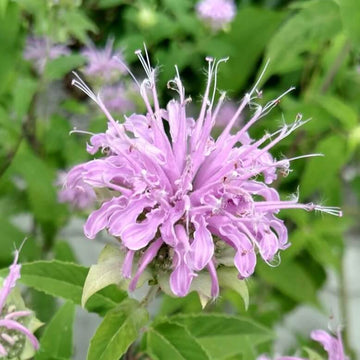 Mint Seeds – Bee Balm Mix