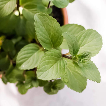 Mint Seeds – Chocolate