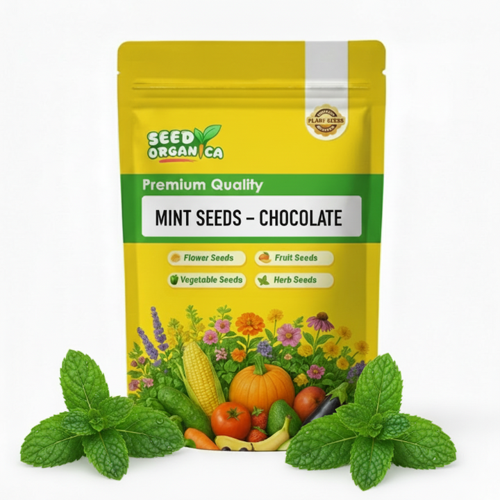 Terrific Chocolate Mint Seeds Pictures