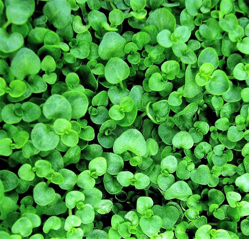 Mint Seeds – Corsican