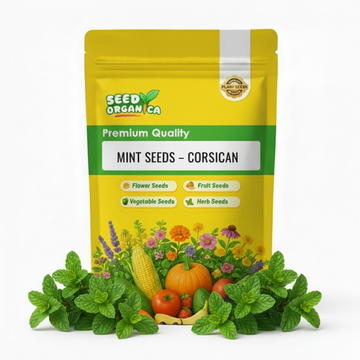 Mint Seeds – Corsican
