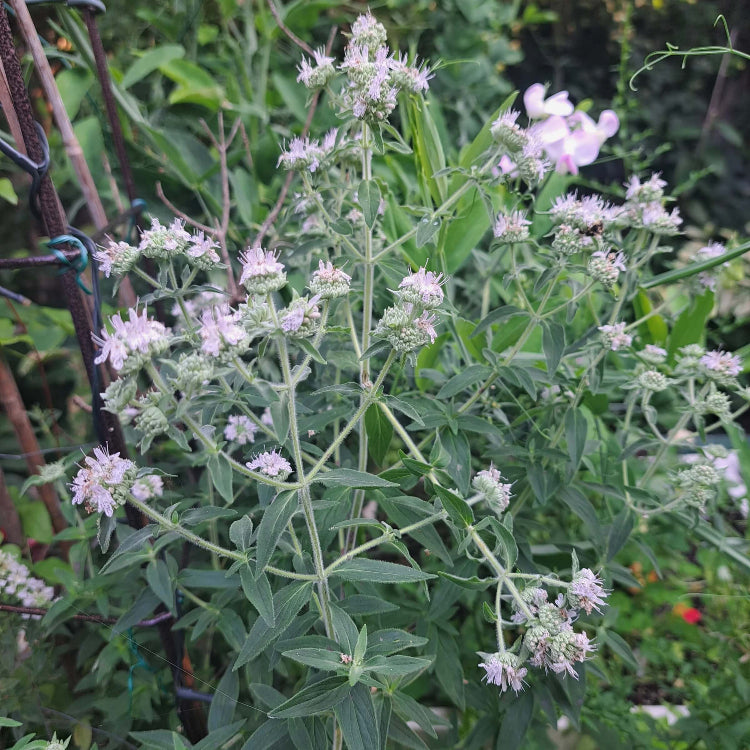 Mint Seeds – Hairy Mountain