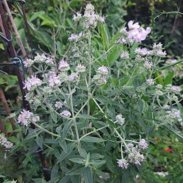 Mint Seeds – Hairy Mountain