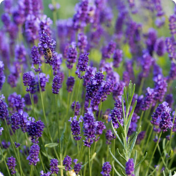 Mint Seeds – Lavender