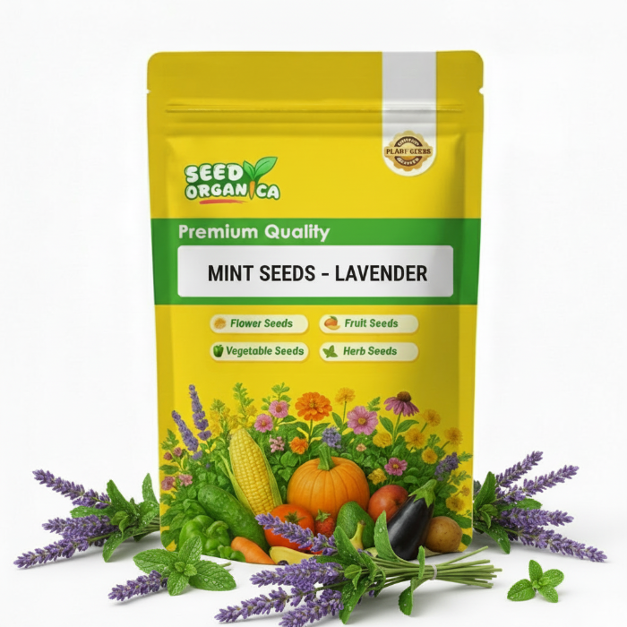 Mint Seeds – Lavender