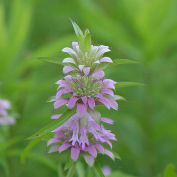 Mint Seeds – Lemon 