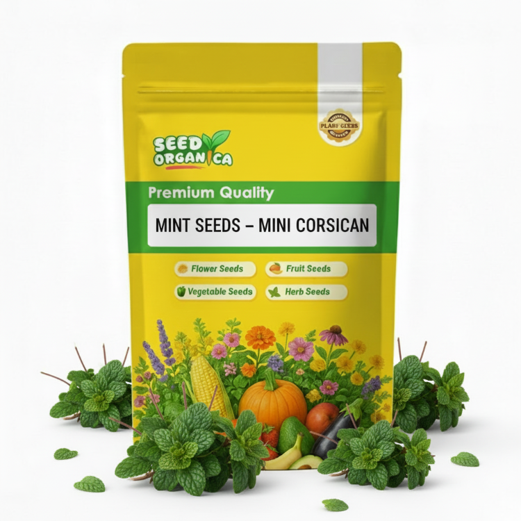 Mint Seeds – Mini Corsican
