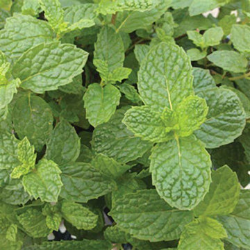 Mint Seeds – Mojito