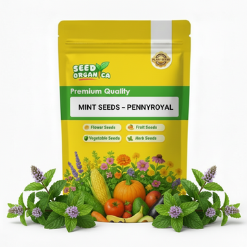 Mint Seeds – Pennyroyal