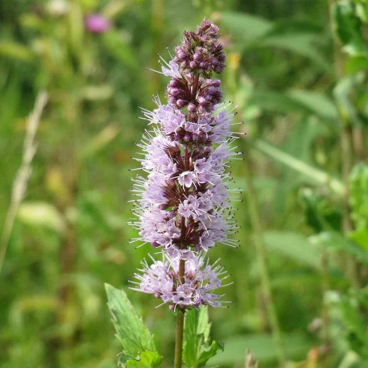 Mint Seeds – Purple