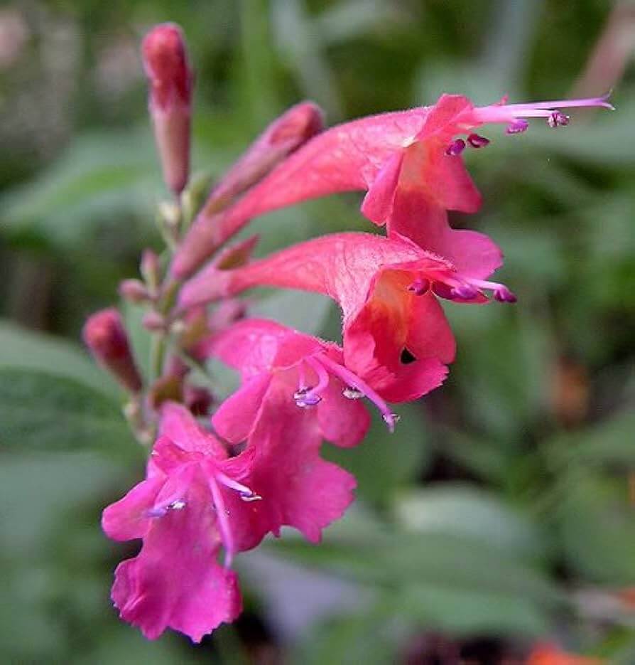 Mint Seeds – Red Heather Queen 
