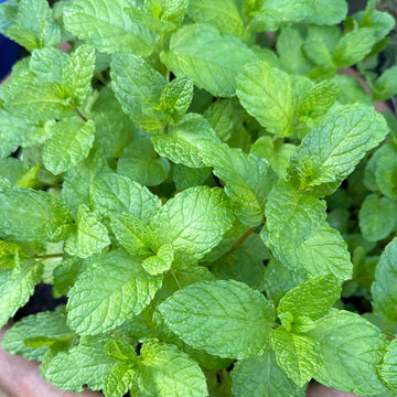 Mint Seeds – Shade-Tolerant
