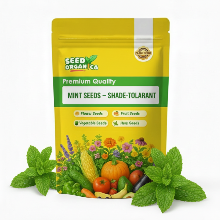 Mint Seeds – Shade-Tolerant