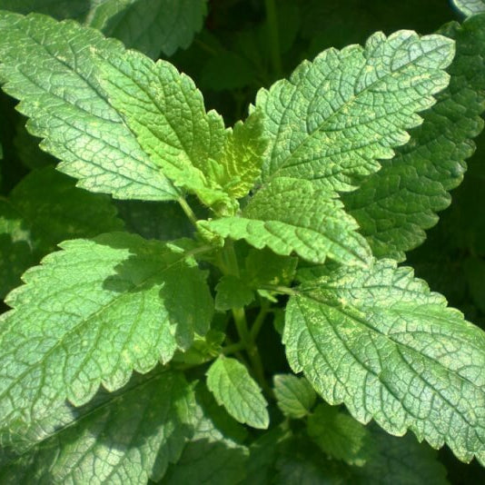 Mint Seeds – Vietnamese