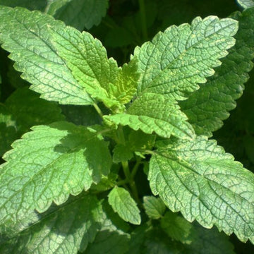 Mint Seeds – Vietnamese