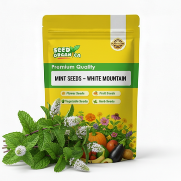 Mint Seeds – White Mountain