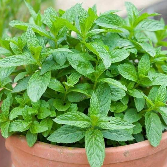 Mint Seeds for Planting