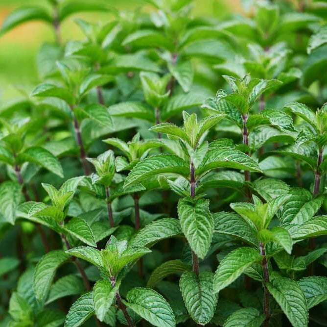 Mint Seeds for Planting