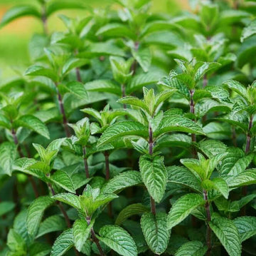 Mint Seeds for Planting