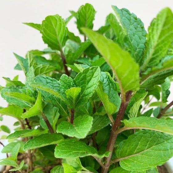 Mint Seeds – Shade-Tolerant
