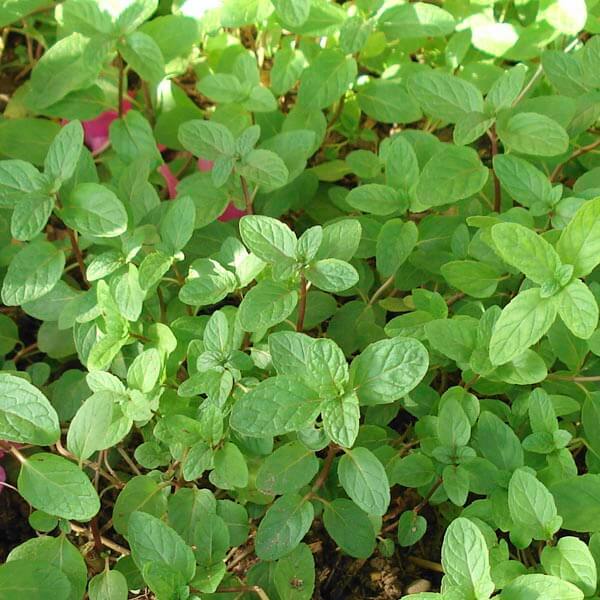 Mint Seeds – Vietnamese