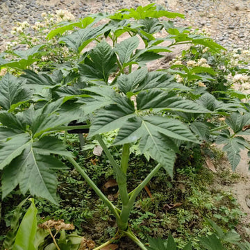 Miracle Herb Ashitaba Seeds - Vegetable Plant