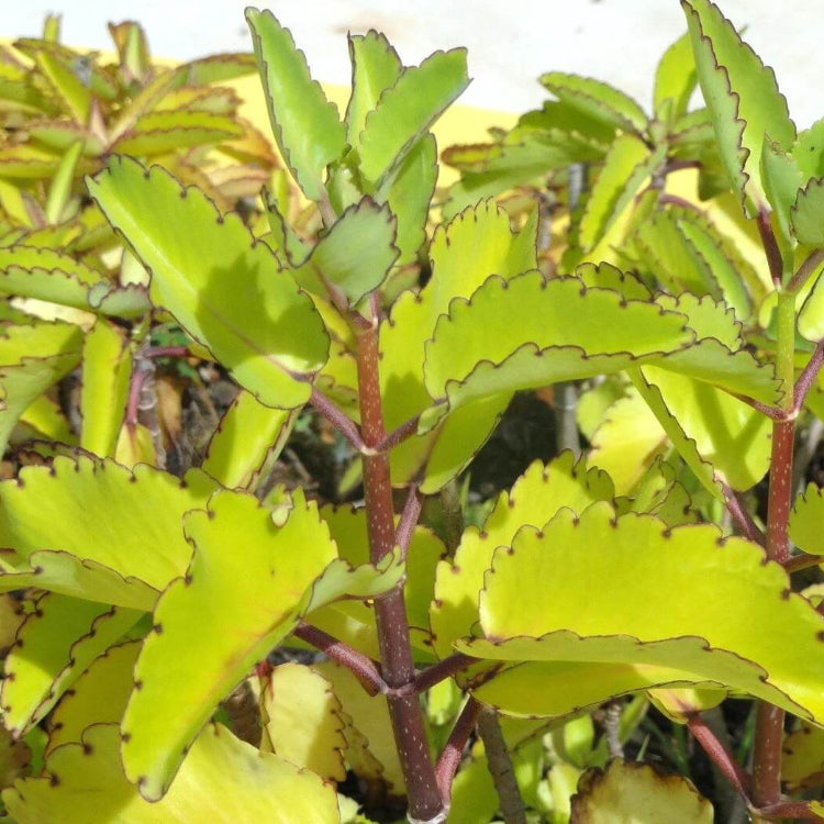 Miracle Leaf Plant Seeds
