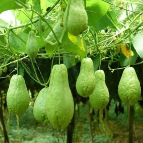 Mirliton Seeds - Vegetable Plant for Home Gardens
