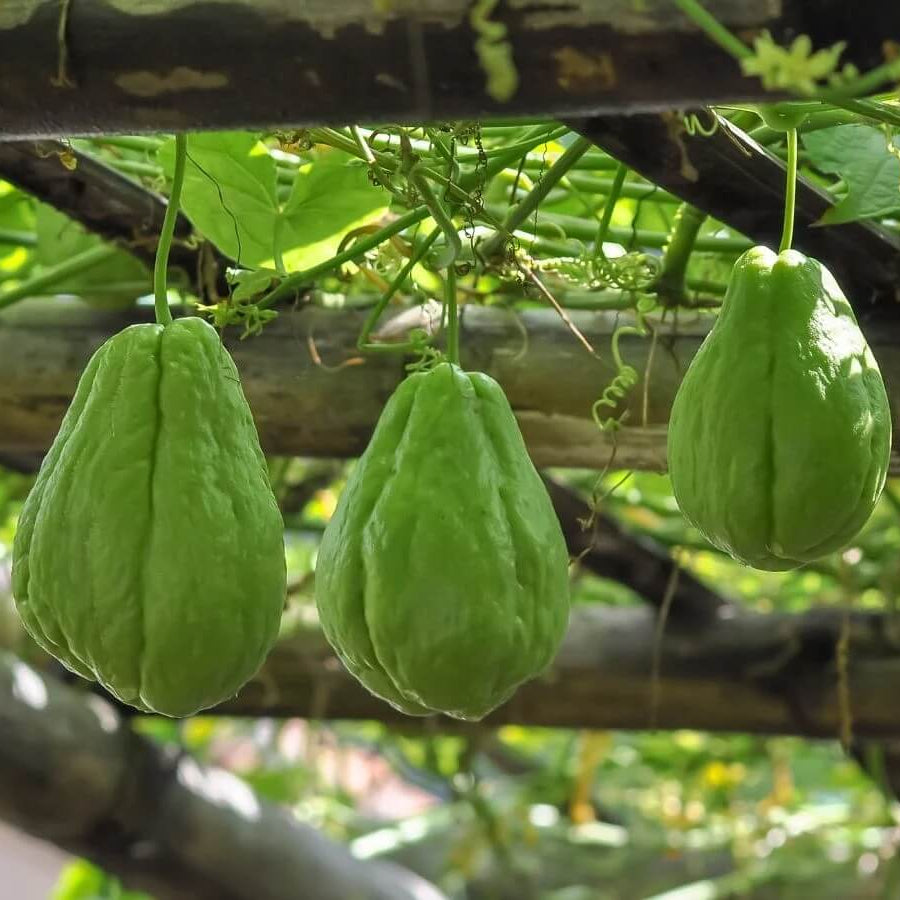 Mirliton Seeds - Vegetable Plant for Home Gardens