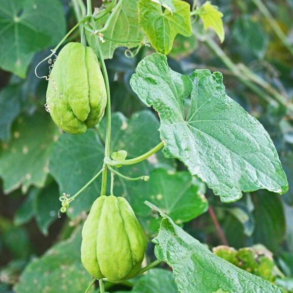 Mirliton Seeds - Vegetable Plant for Home Gardens