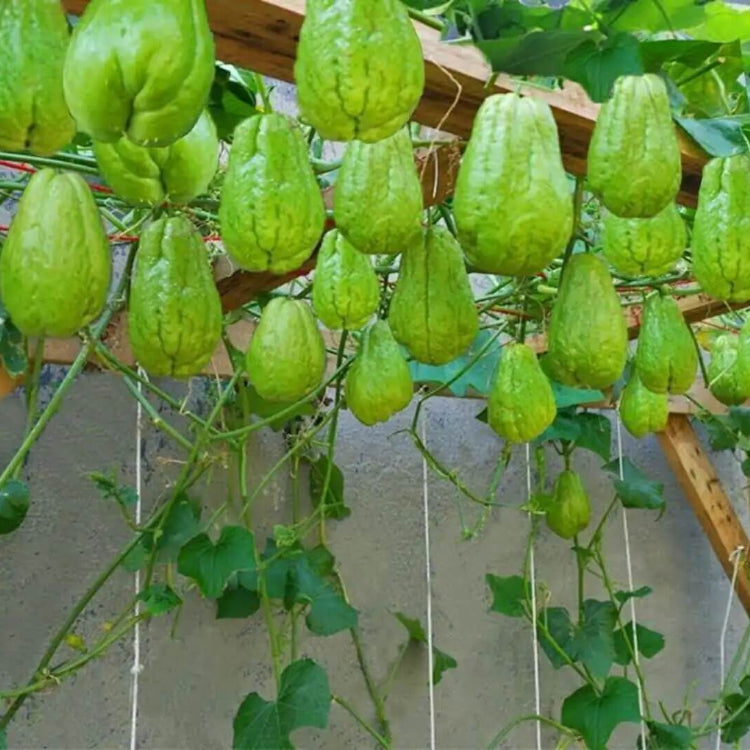 Mirliton Seeds - Vegetable Plant for Home Gardens
