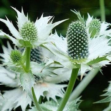 Miss Willmott’s Ghost Seeds - Flower Plant