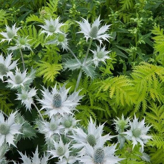 Miss Willmott’s Ghost Seeds - Flower Plant