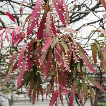 Mistletoe Seeds – Red Cactus