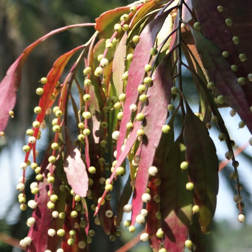 Mistletoe Seeds – Red Cactus