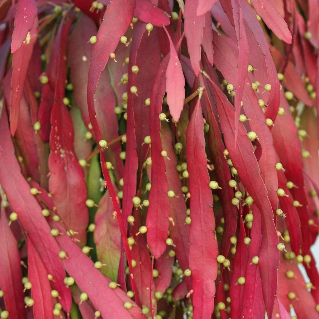 Mistletoe Seeds – Red Cactus
