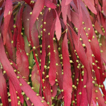 Mistletoe Seeds – Red Cactus