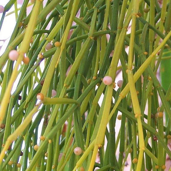 Mistletoe Seeds – Viscum Articulatum