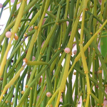 Mistletoe Seeds – Viscum Articulatum