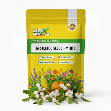 Mistletoe Seeds – White