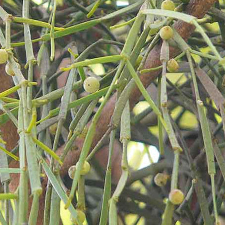 Mistletoe Seeds – Viscum Articulatum