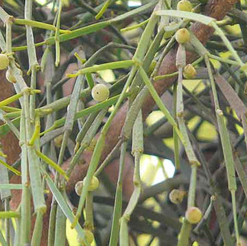 Mistletoe Seeds – Viscum Articulatum