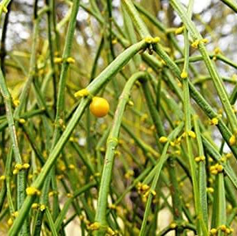 Mistletoe Seeds – Viscum Articulatum