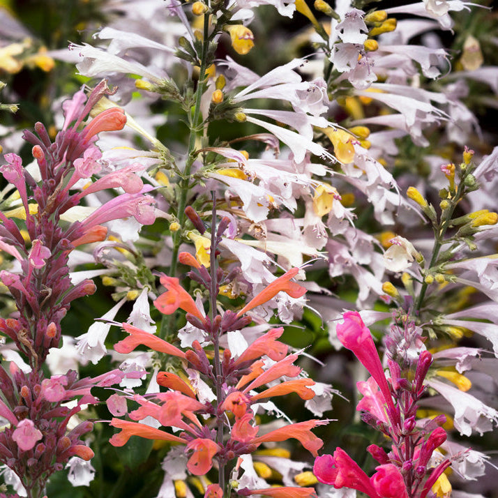 Mix Agastache Seeds - Flower Plant