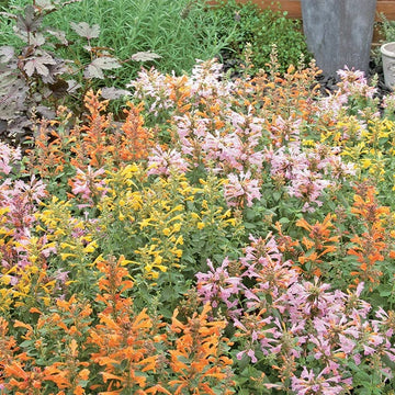 Mix Agastache Seeds - Flower Plant